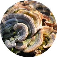 Turkey Tail